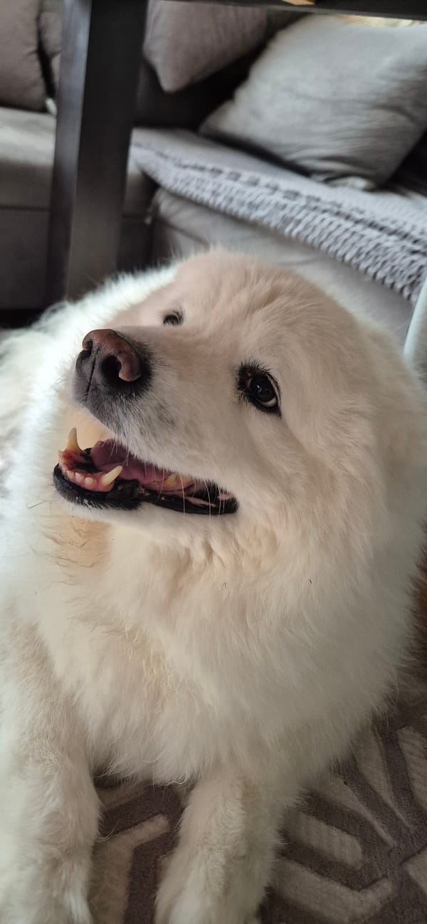 White Samoyed photographed lying on back, mouth open