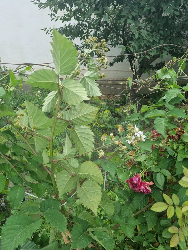 Gardens and gritty streets under a grey sky