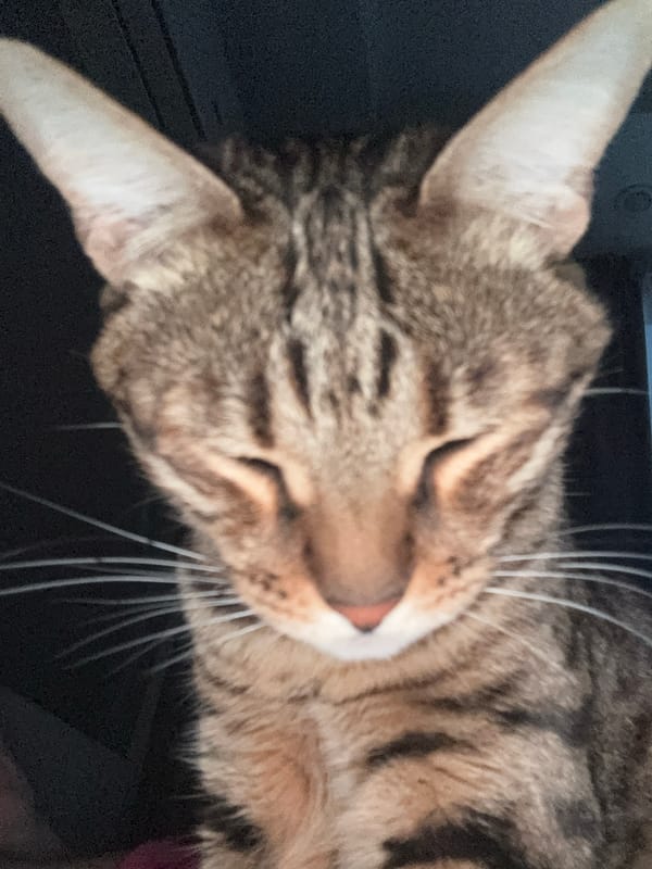Tabby cat photographed in close-up shots in Votkinsk