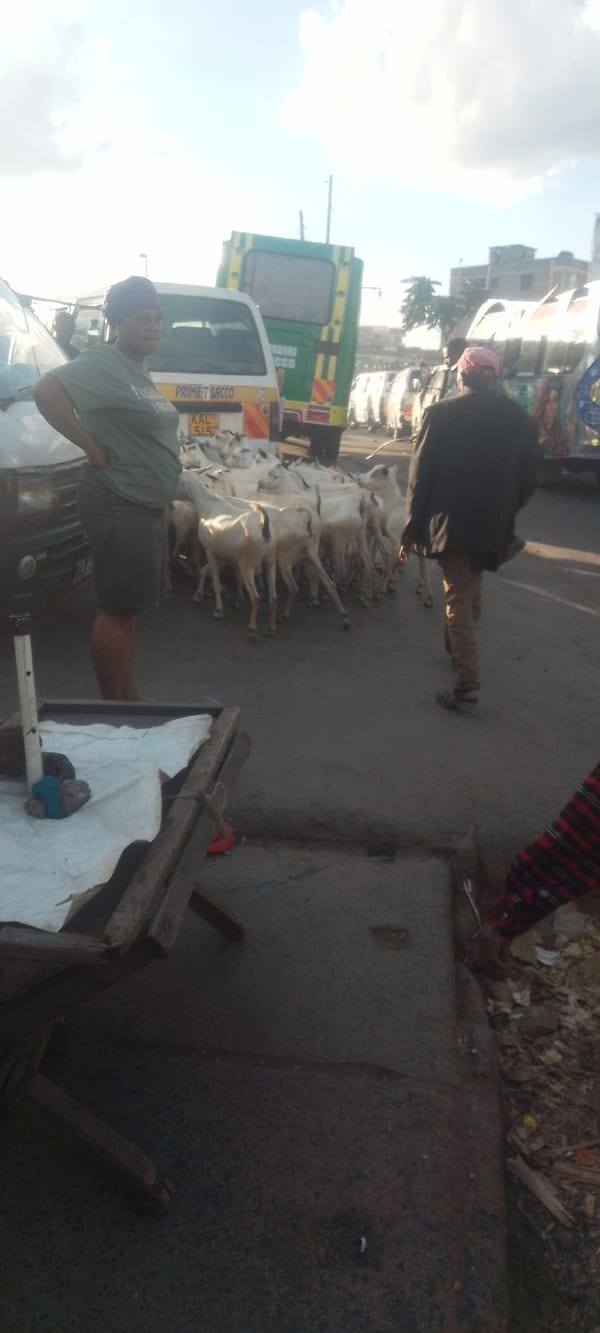 Goats cross street in Nairobi as woman watches