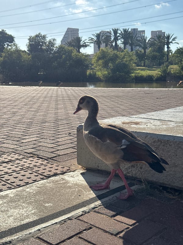 Afternoon at the Yarkon River park near Reading Power Station
