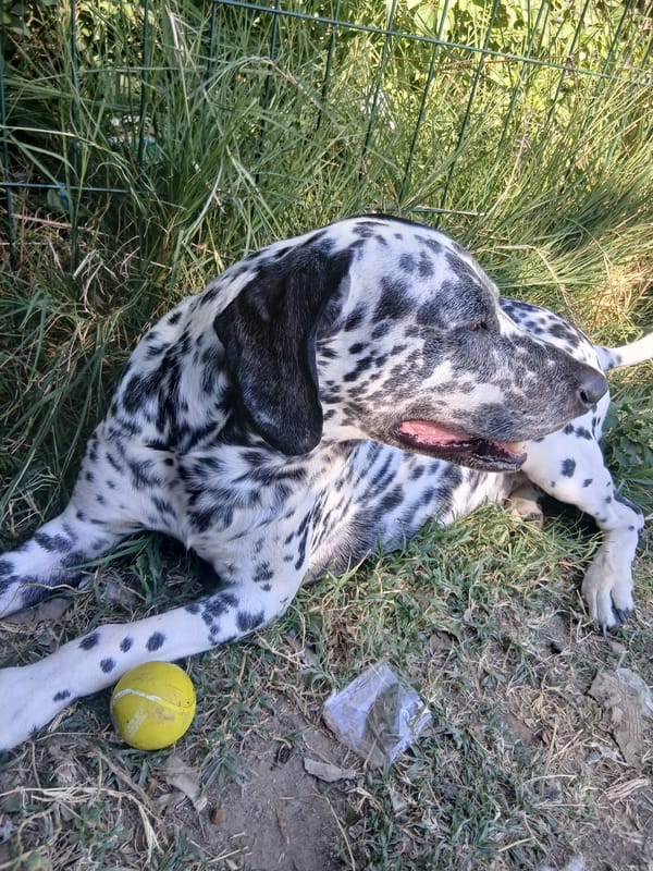 Dalmatian takes a break on grass with a tennis ball nearby