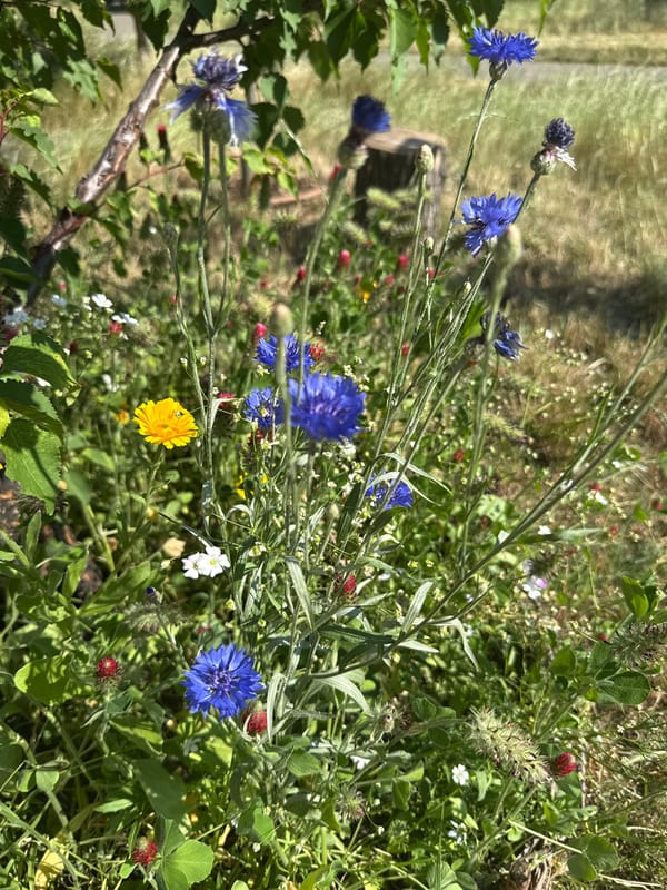 Quiet Kyiv afternoon: houseplants, a Chihuahua, and garden flowers