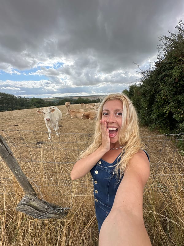 Countryside stop: cows, farm roads, and rolling hills in northern France