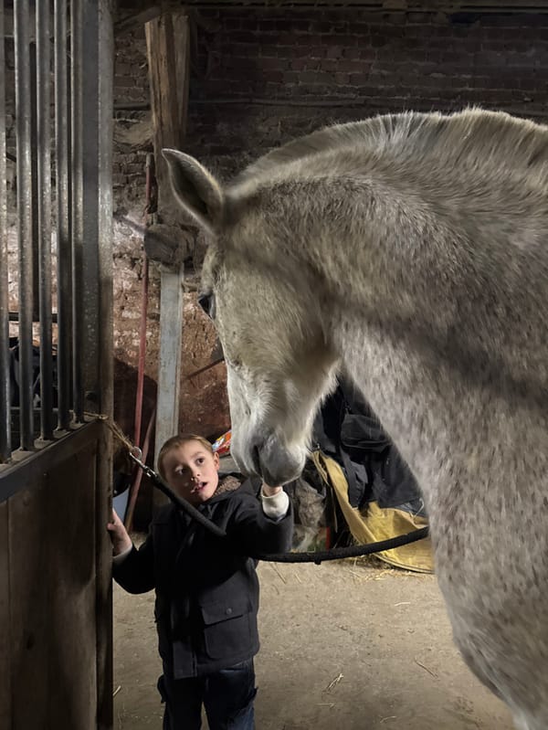 Child bonds with grey horse during stable visit in Belgium