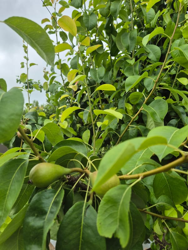 Woman documents morning garden visit with selfies and fruit trees