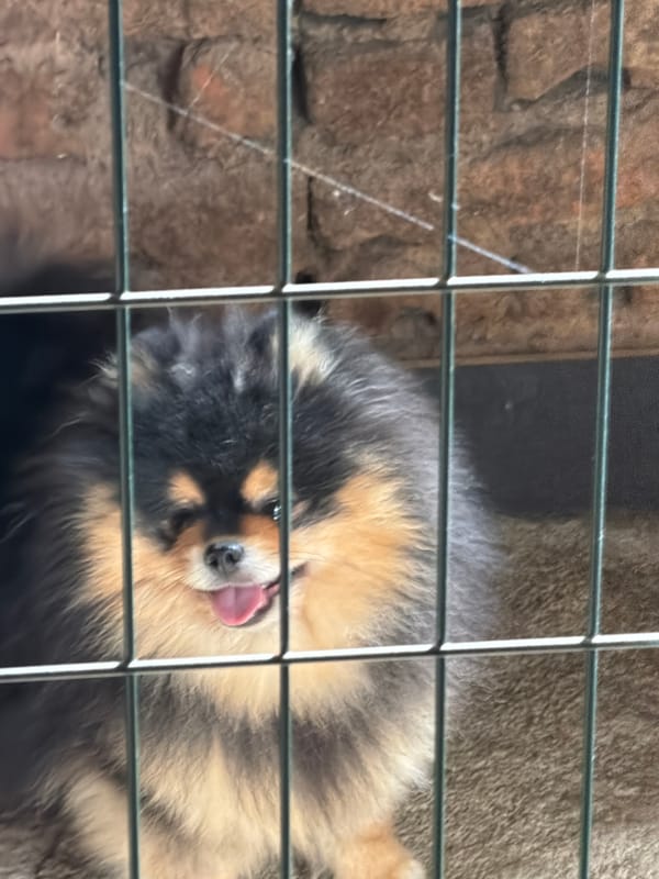 Pomeranian dog spotted in enclosure in Panagyurishte, Bulgaria
