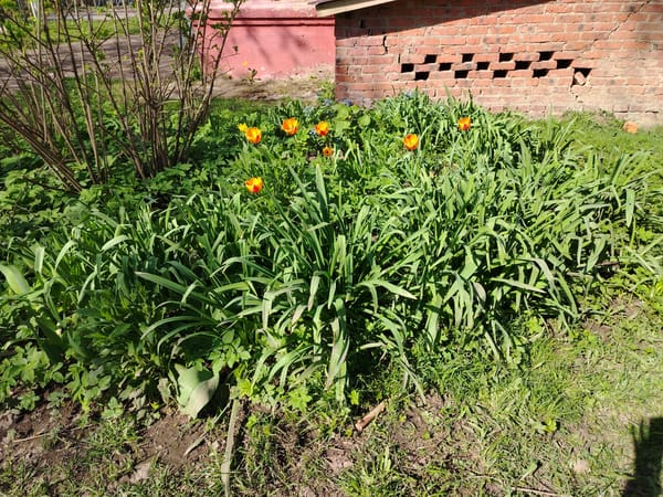 Morning snapshots capture quiet urban life and spring gardens