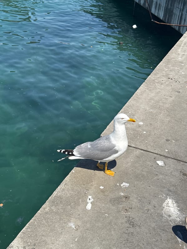 Seagull and lighthouse spotted along Kadıköy waterfront