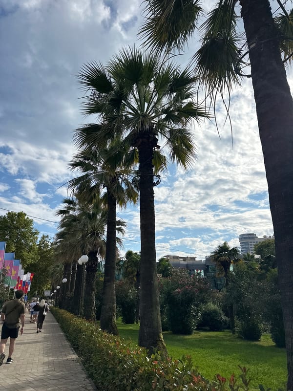 Sunny afternoon walk along Sochi's palm-lined promenade