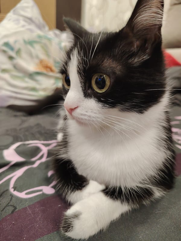 Indoor cat photos captured over afternoon timespan