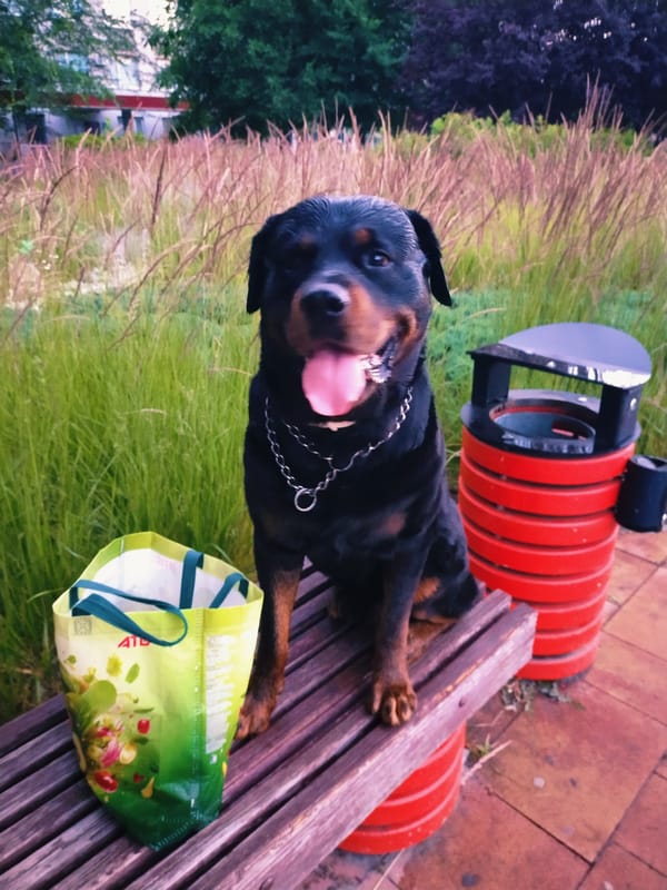 Rottweiler and city lights at dusk in Horishni Plavni