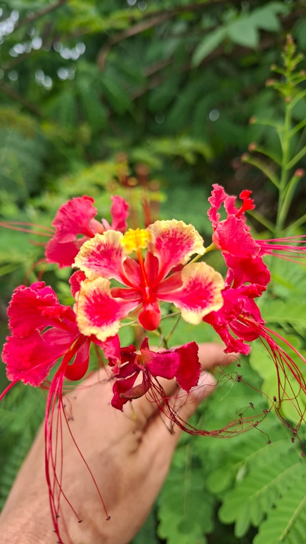 Rice paddies, wildflowers, and rural life in Kutaglumpang