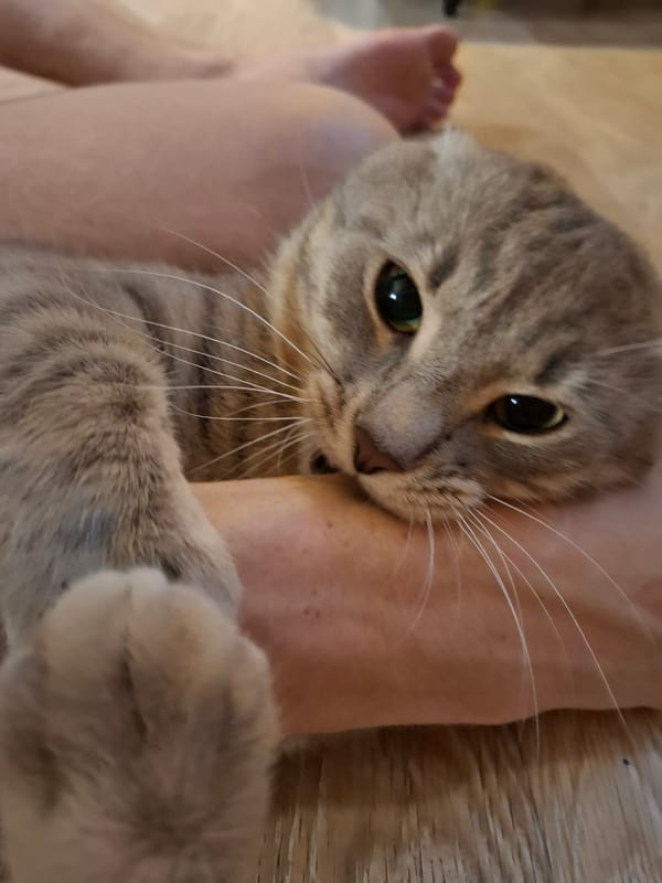 Tabby cat plays and lounges on a wooden floor in Zemun