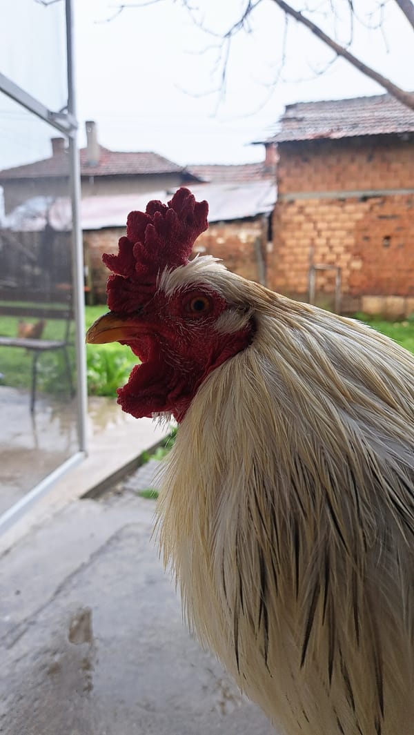 White rooster photographed in close-up in Bulgarian village