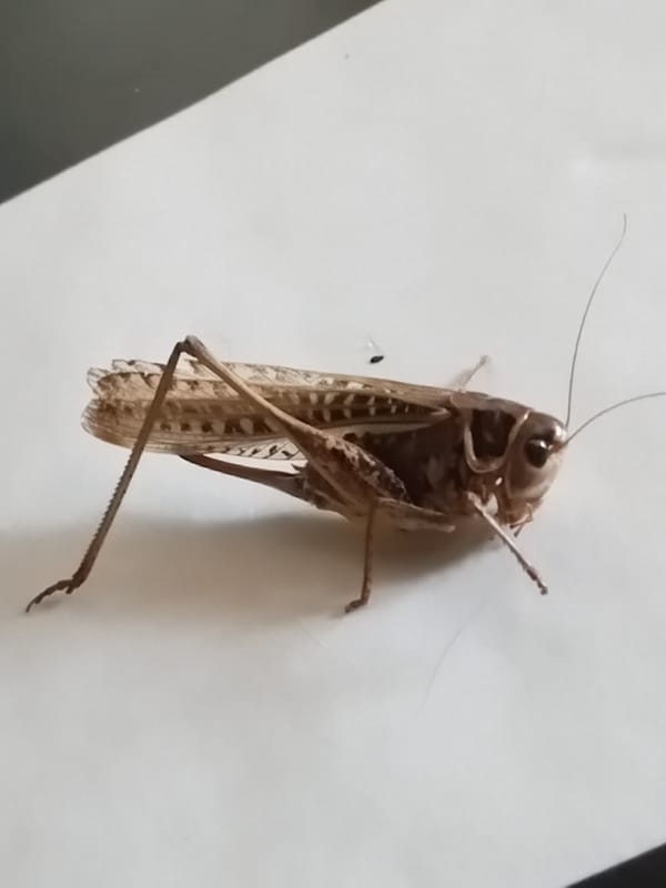 Close-up grasshopper study shots on plain and checkered surfaces