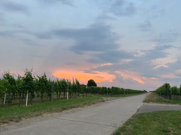Sunset over Landau vineyards, Rhineland-Palatinate