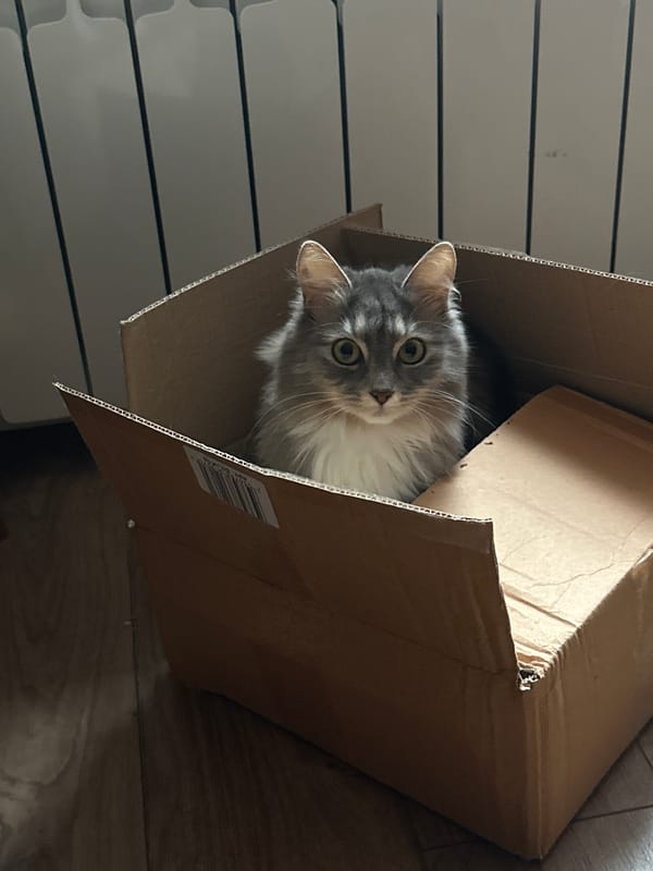 Cat found in cardboard box in Podolsk home