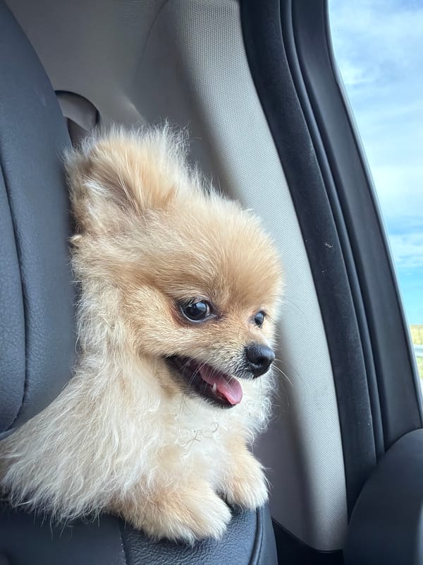 Morning highway journey with Pomeranian dog near Zheleznik, Bulgaria