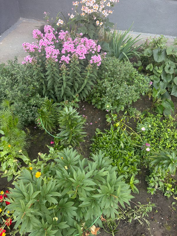Novosibirsk garden in full late-summer bloom