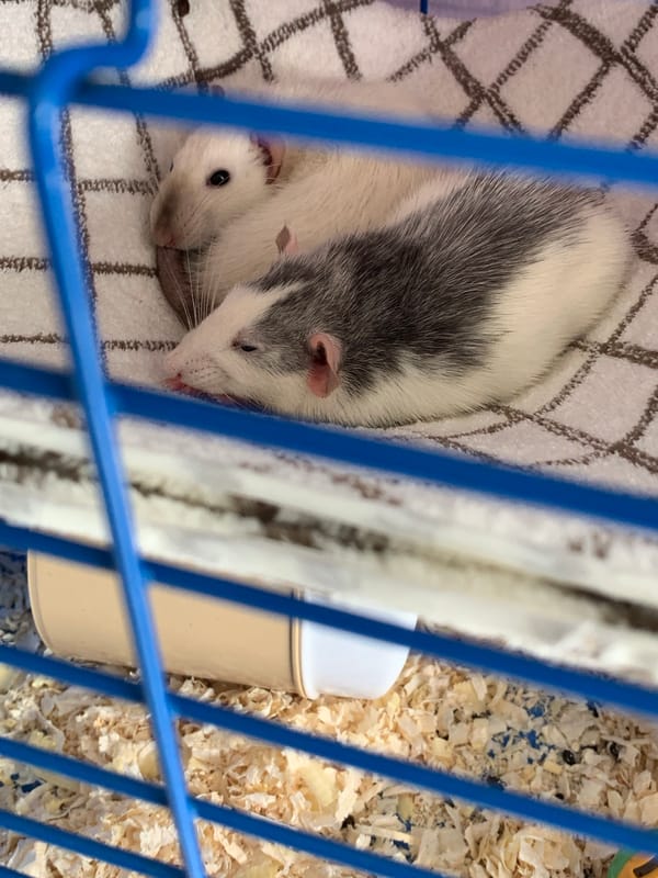 Stavropol resident documents pet rats and tabby cat Sunday morning