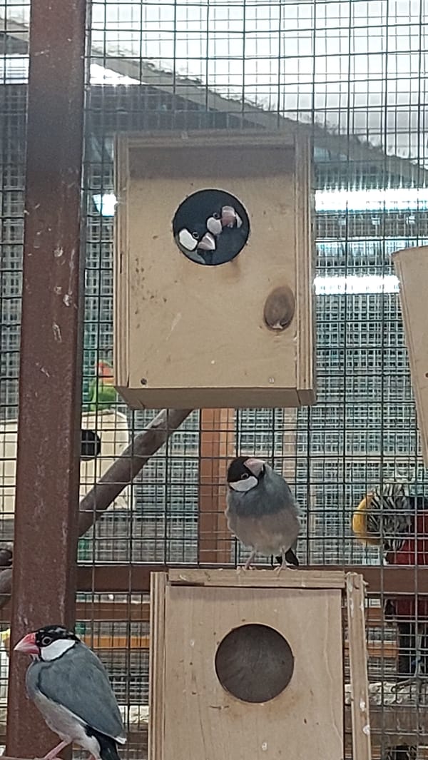Up close with parrots, meerkats, and small animals in an enclosure