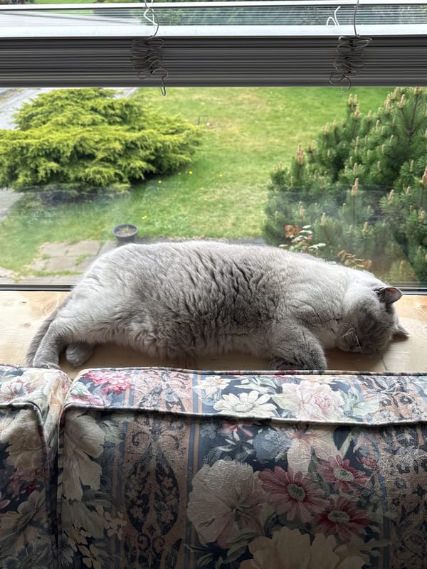 Cat sleeps peacefully on window sill in Coquitlam home