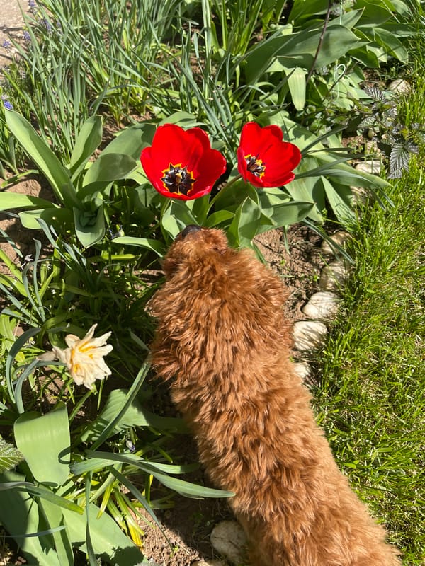 Morning pet activities captured across Sofia residential area