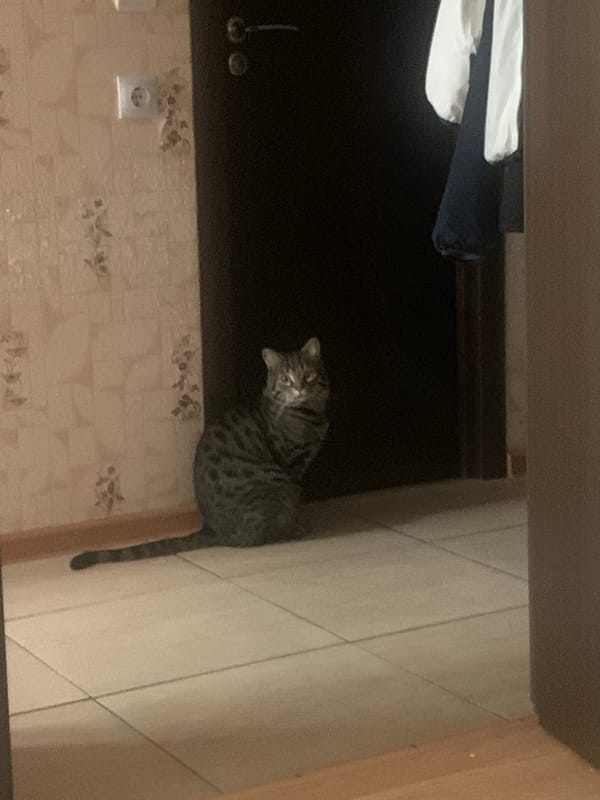 Tabby cat spotted in various indoor locations in Stavropol