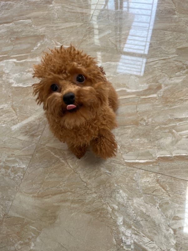 Poodle rests indoors in Bắc Nha Trang residential area