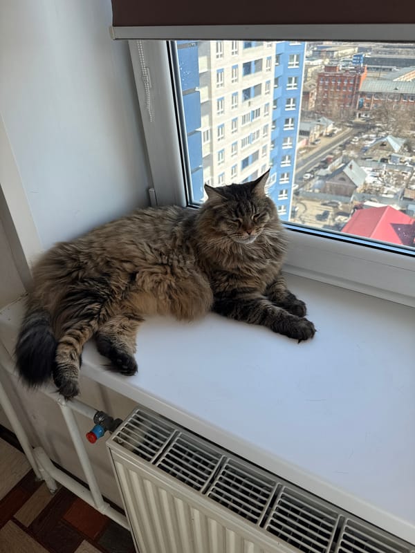 Tabby cat rests on windowsill in Izhevsk apartment