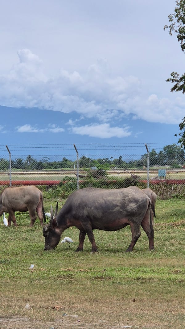 Water buffalo grazing near a fence in rural Gampongpaya