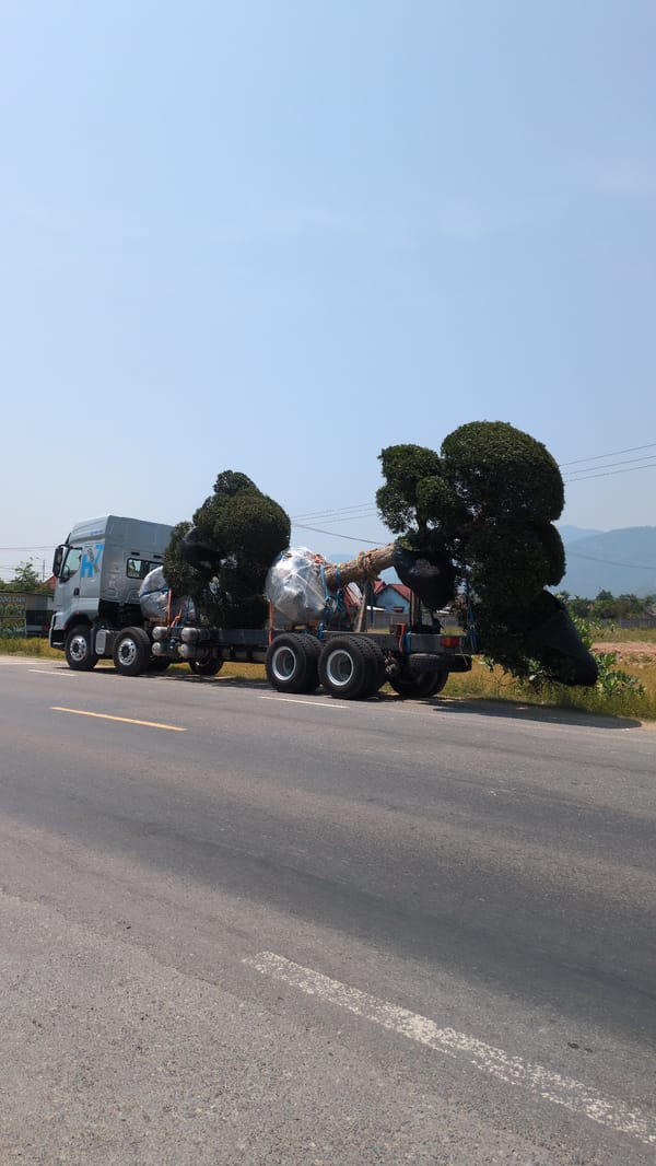 Commercial truck transports trees through Diên Thọ, Vietnam