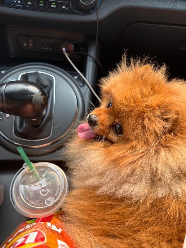 Pomeranian co-pilot cruises through Krasnoyarsk in a Kia