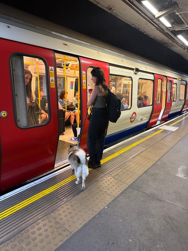 Evening scenes capture London commuter with dog, outdoor dining