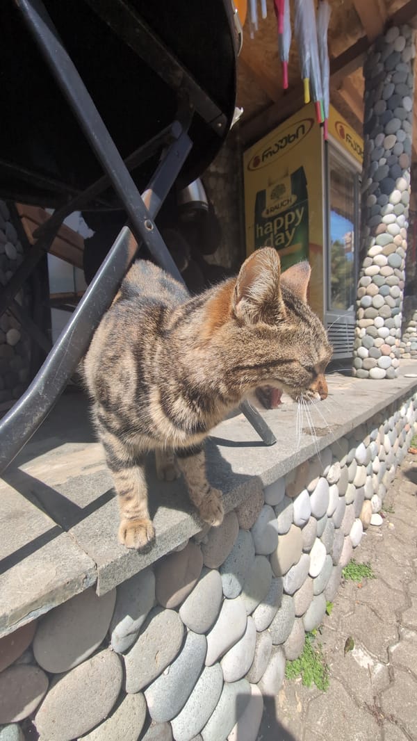 Tabby cat visits fruit vendor in Batumi, Georgia