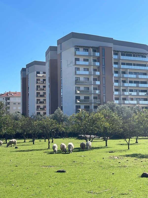 Sheep graze, peacock displays in Bar Montenegro outdoor scenes