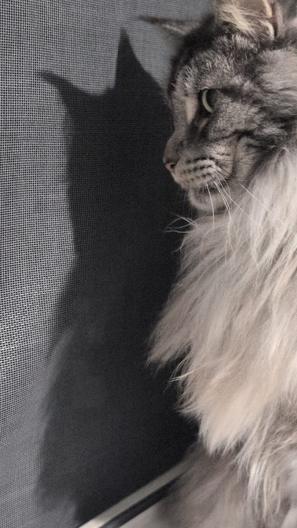 Maine Coon roams a home in Izmail, Ukraine