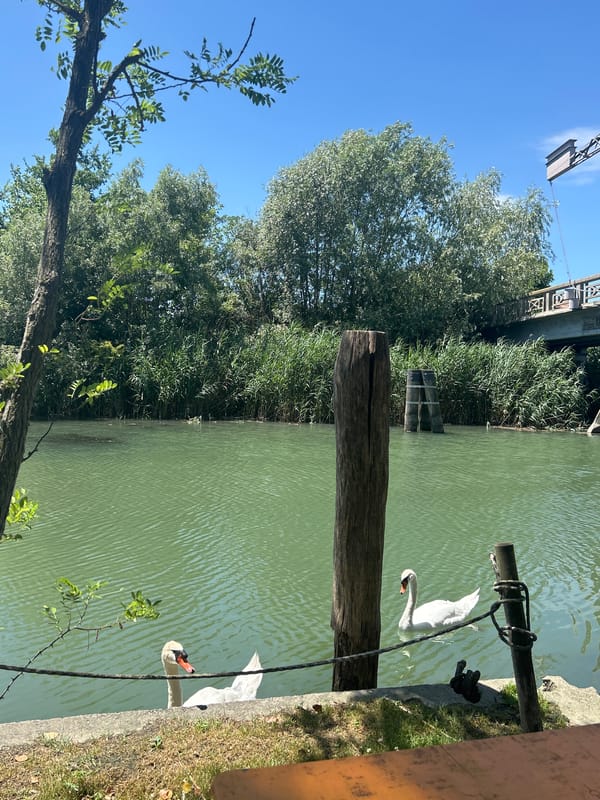 Swans on a sun-lit canal in San Donà di Piave
