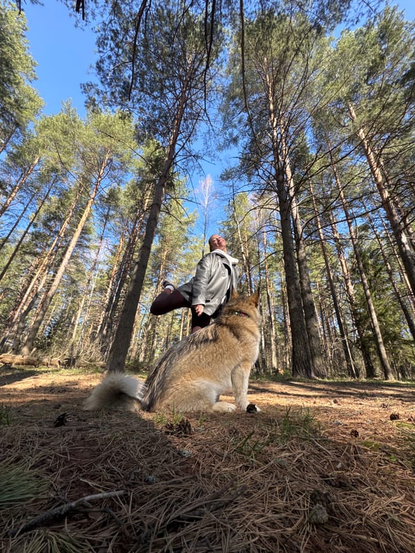 Person walks with dog through pine forest in Russia