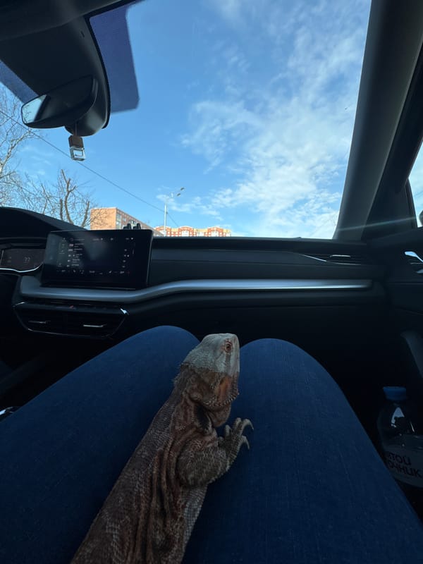 Bearded dragon travels as car passenger in Dmitrov