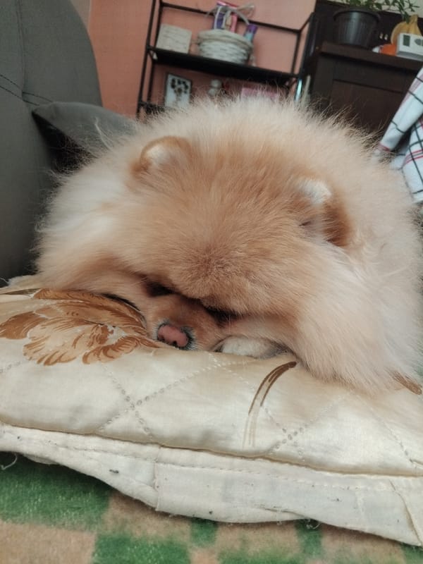 Pomeranian dog sleeps peacefully on floral pillow in Bulgaria
