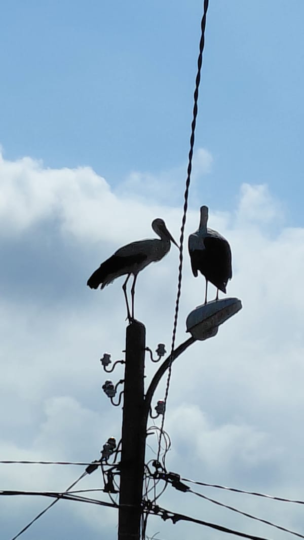 Large bird spotted on utility pole, possibly entangled