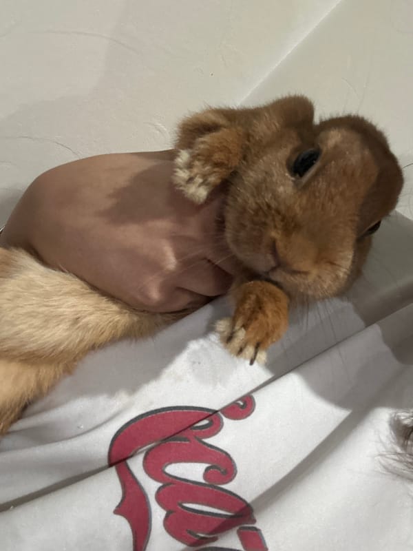 Person photographs small brown rabbit indoors during evening session