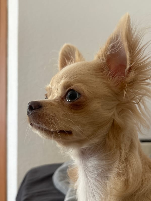 Chihuahua dog photographed from multiple angles in Yekaterinburg
