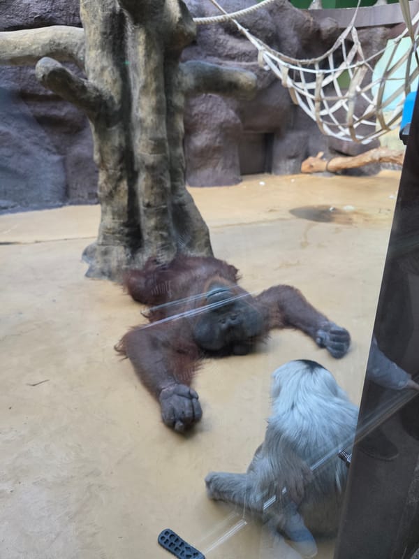 Zoo visit documented in Uspenskii, Russia with various animals