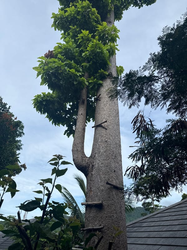 Garden walkthrough documented in Baan Lamai, Thailand