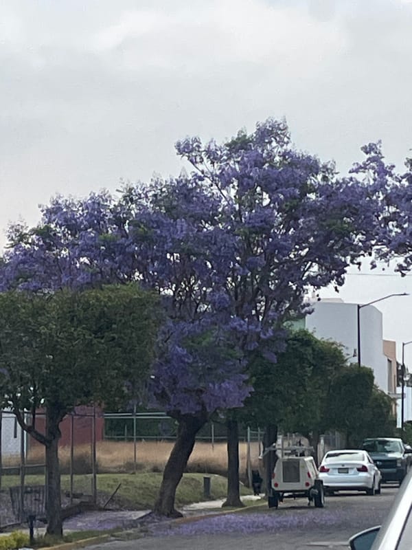 Early morning scenes documented across Puebla, Mexico