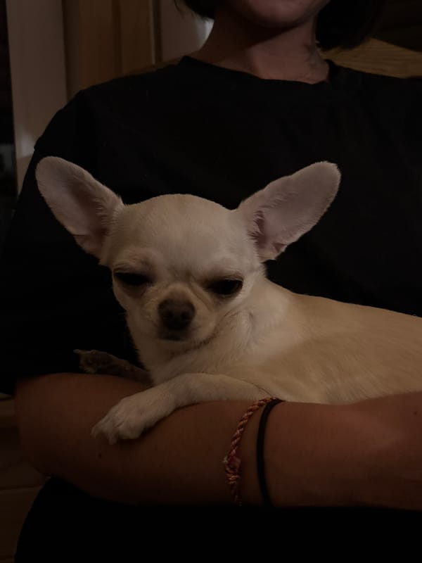 Woman tenderly pets sleepy Chihuahua indoors in Emel'yanovo, Russia
