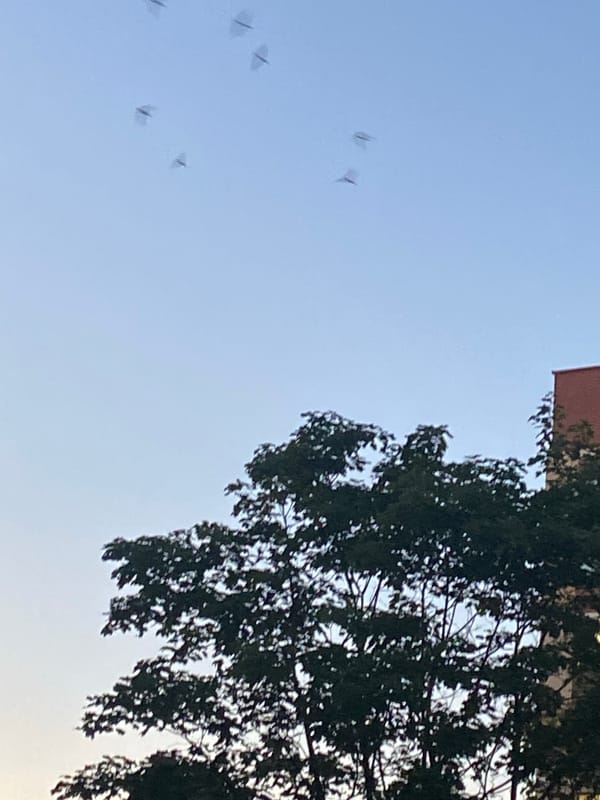 Kites in a summer sunset sky over Brest, Belarus